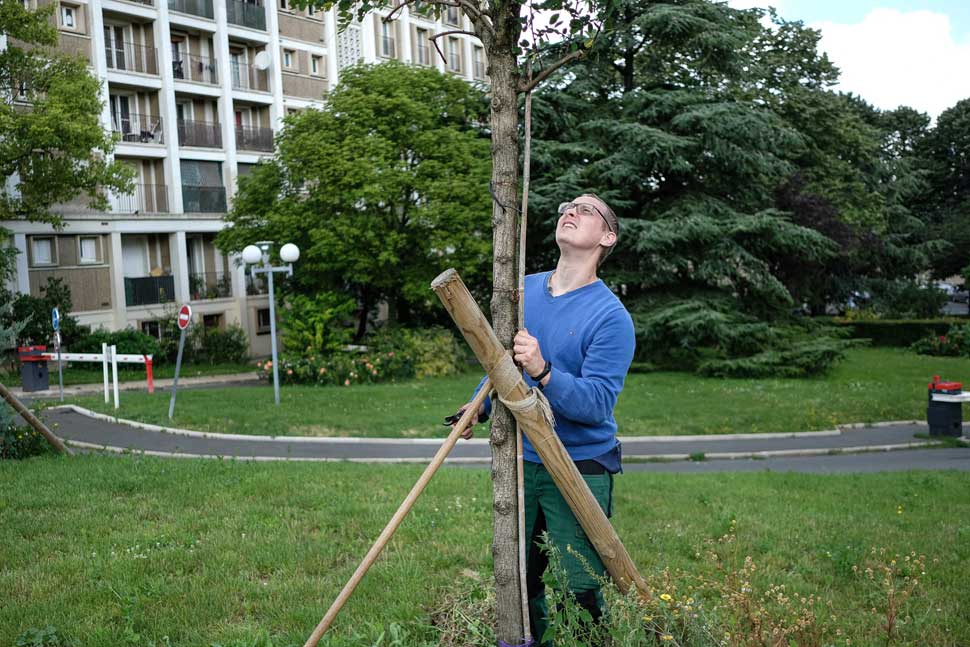 Malakoff (92) : les jardiniers améliorent le cadre de vie 5 Collaborateur du service espace vert près d'un arbre de la résidence Malakoff (92)