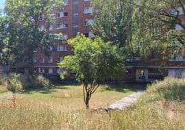 Débitumer et végétaliser pour mieux vivre l'été